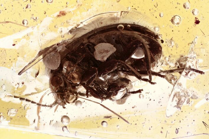 Detailed Fossil Marsh Beetle (Scirtidae) in Baltic Amber #330636